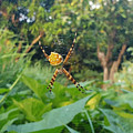 I Web You